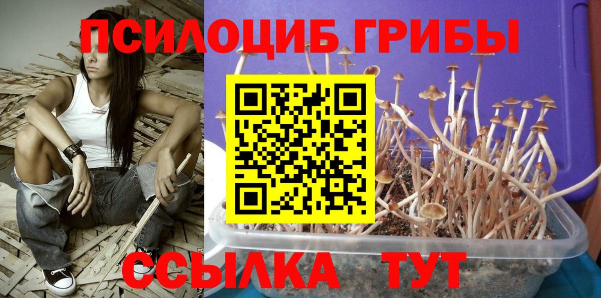 Галлюциногенные грибы GOLDEN TEACHER  Вход с VPN  дарнет шоп  Королёв  Псилоцибиновые грибы GOLDEN TEACHER 